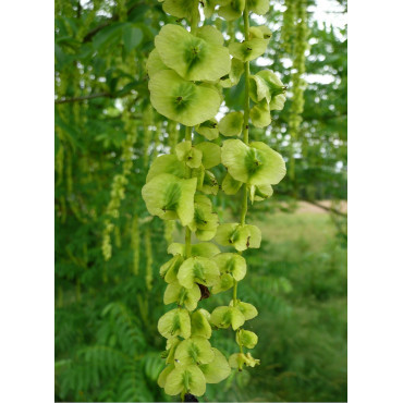 PTEROCARYA fraxinifolia (Ptérocaryer à feuilles de frênes, ptérocaryer du Caucase)2