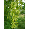 PTEROCARYA fraxinifolia (Ptérocaryer à feuilles de frênes, ptérocaryer du Caucase)2