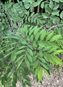 chicot-du-canada-cafeier-du-kentucky-gymnocladus-dioicus-1.jpg