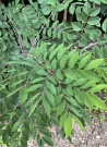chicot-du-canada-cafeier-du-kentucky-gymnocladus-dioicus-1.jpg