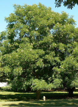 chicot-du-canada-cafeier-du-kentucky-gymnocladus-dioicus-2.jpg