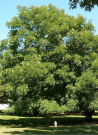 chicot-du-canada-cafeier-du-kentucky-gymnocladus-dioicus-2.jpg