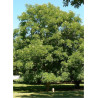 GYMNOCLADUS dioicus