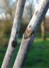 chicot-du-canada-cafeier-du-kentucky-gymnocladus-dioicus-3.jpg