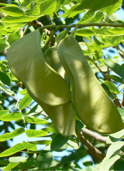 chicot-du-canada-cafeier-du-kentucky-gymnocladus-dioicus.jpg