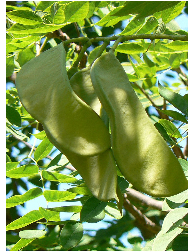 GYMNOCLADUS dioicus (Chicot du Canada)2