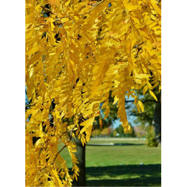 GLEDITSIA triacanthos SKYLINE (Févier d'Amérique Skyline)3