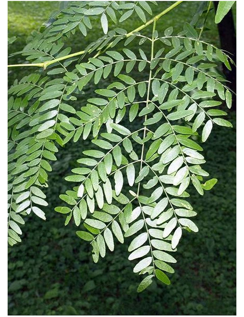 GLEDITSIA triacanthos SKYLINE (Févier d'Amérique Skyline)1