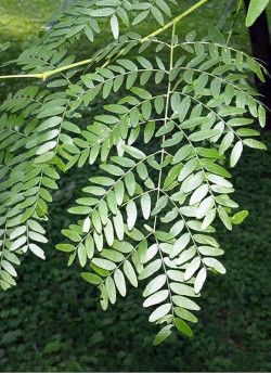GLEDITSIA triacanthos SKYLINE