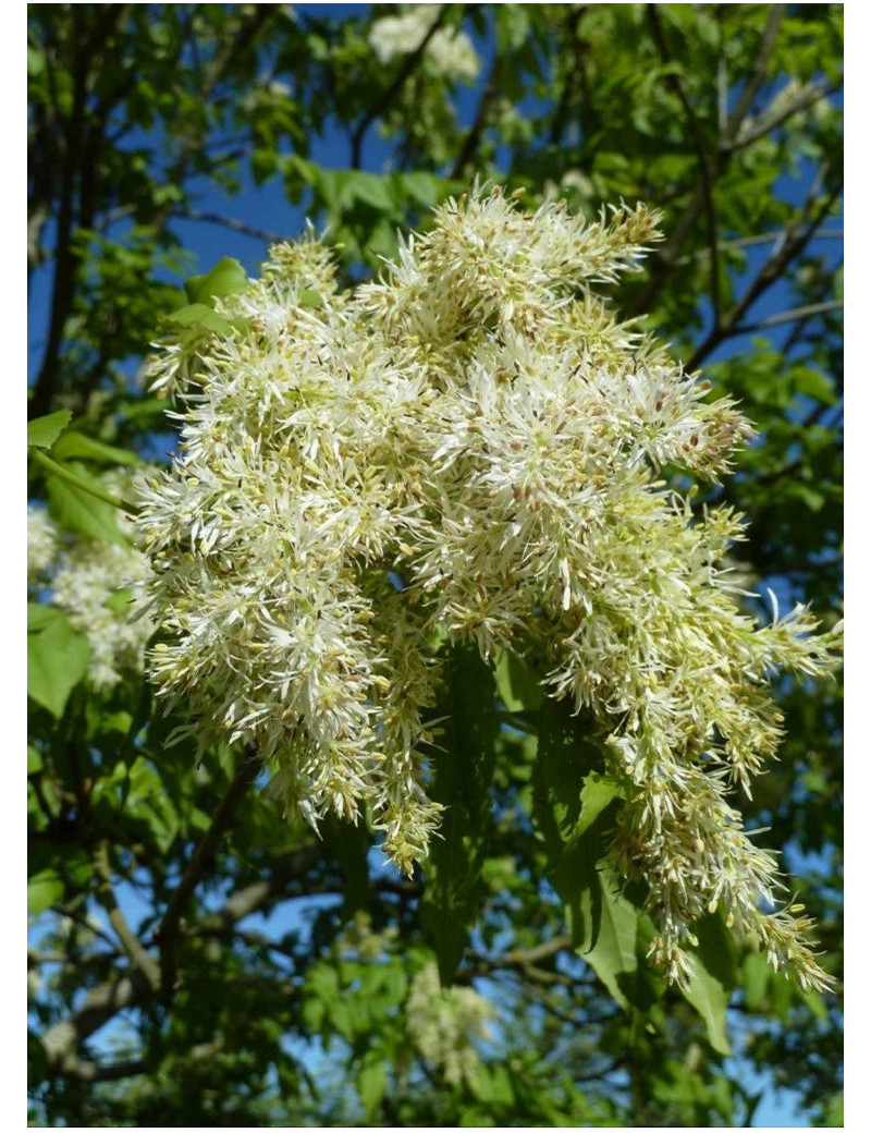 FRAXINUS ornus LOUISA LADY (Frêne à fleurs Louisa Lady)