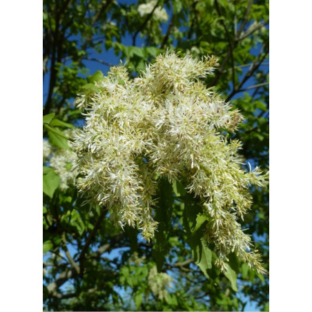 FRAXINUS ornus LOUISA LADY (Frêne à fleurs Louisa Lady)