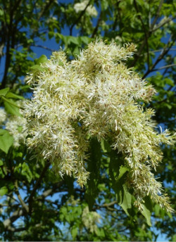 FRAXINUS ornus LOUISA LADY