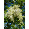 FRAXINUS ornus LOUISA LADY (Frêne à fleurs Louisa Lady)