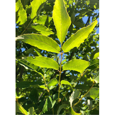 FRAXINUS pennsylvanica CIMMARON (Frêne rouge de Pennsylvanie)2