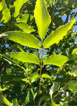 FRAXINUS pennsylvanica CIMMARON