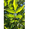 FRAXINUS pennsylvanica CIMMARON (Frêne rouge de Pennsylvanie)2