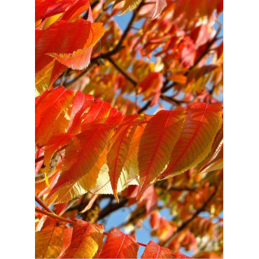FRAXINUS pennsylvanica CIMMARON (Frêne rouge de Pennsylvanie)