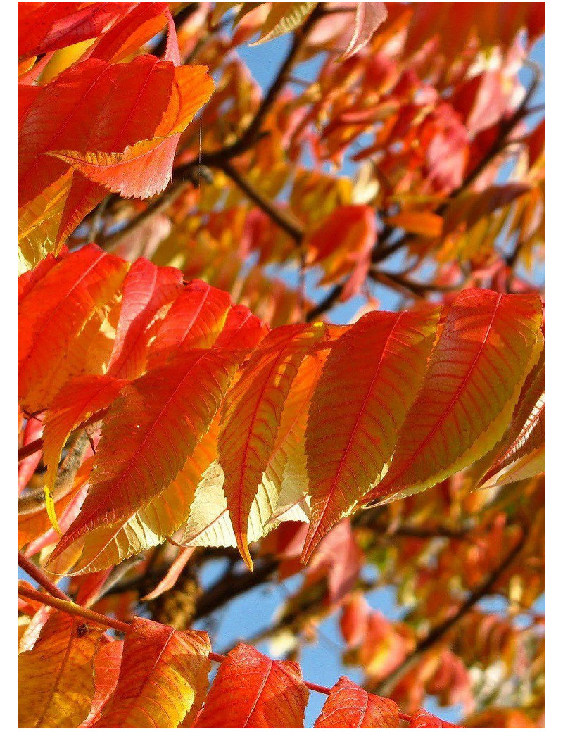 FRAXINUS pennsylvanica CIMMARON (Frêne rouge de Pennsylvanie)