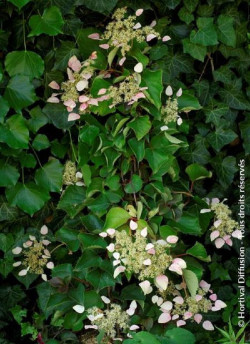 SCHIZOPHRAGMA hydrangeoïdes ROSE SENSATION