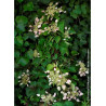 SCHIZOPHRAGMA hydrangeoïdes ROSE SENSATION ® (Schizophragma hydrangeoides)3