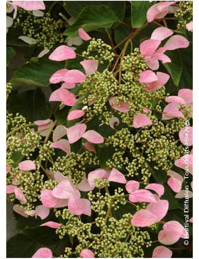 SCHIZOPHRAGMA hydrangeoïdes ROSE SENSATION ® (Schizophragma hydrangeoides)