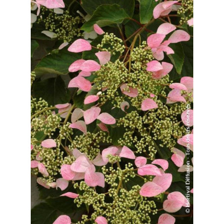 SCHIZOPHRAGMA hydrangeoïdes ROSE SENSATION ® (Schizophragma hydrangeoides)