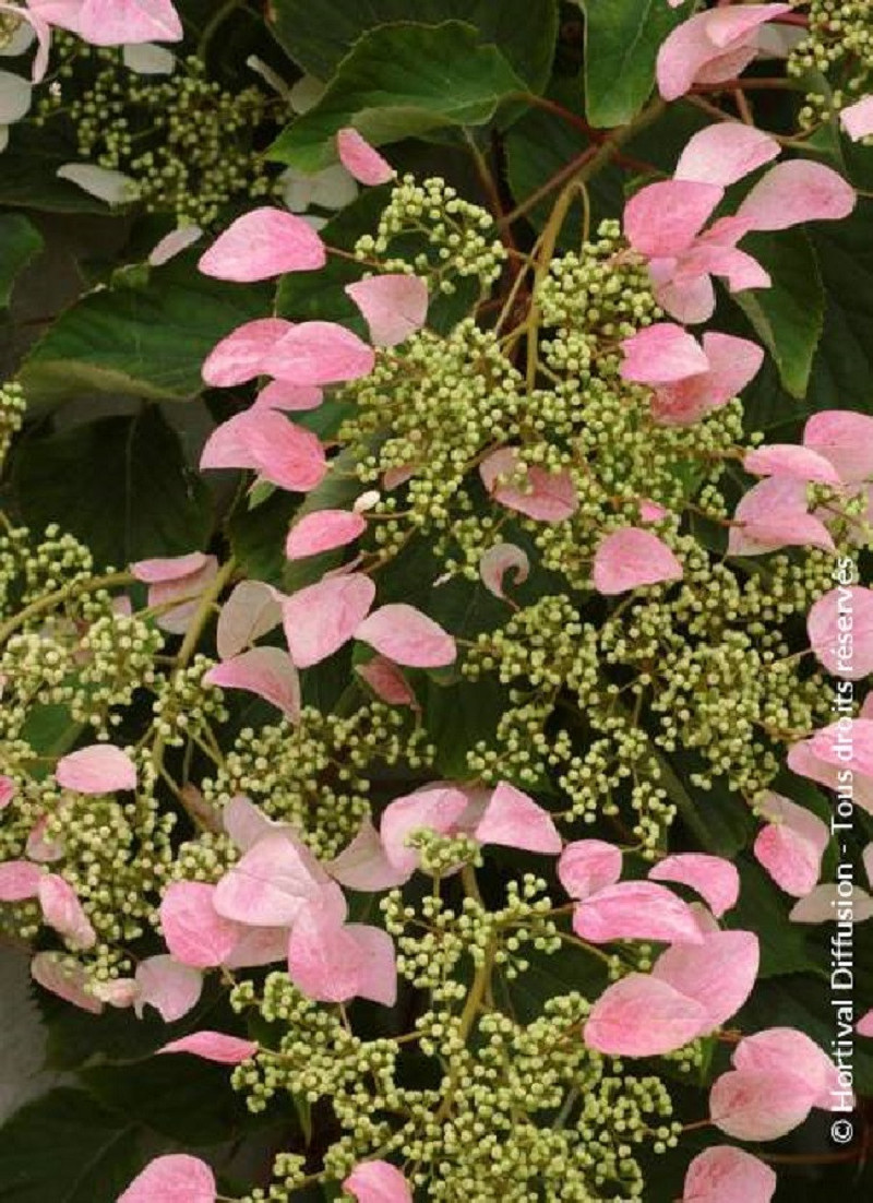 SCHIZOPHRAGMA hydrangeoïdes ROSE SENSATION