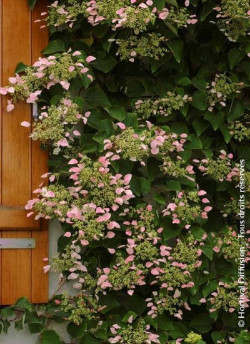 SCHIZOPHRAGMA hydrangeoïdes ROSE SENSATION