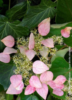 SCHIZOPHRAGMA hydrangeoïdes ROSE SENSATION