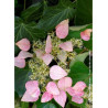 SCHIZOPHRAGMA hydrangeoïdes ROSE SENSATION ® (Schizophragma hydrangeoides)2