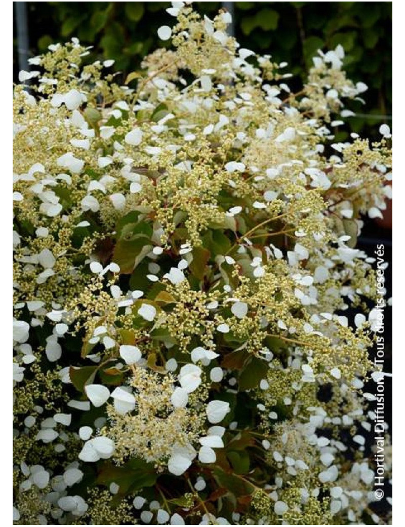 SCHIZOPHRAGMA hydrangeoïdes SNOW SENSATION SCHIZOPHRAGMA hydrangeoïdes SNOW SENSATION