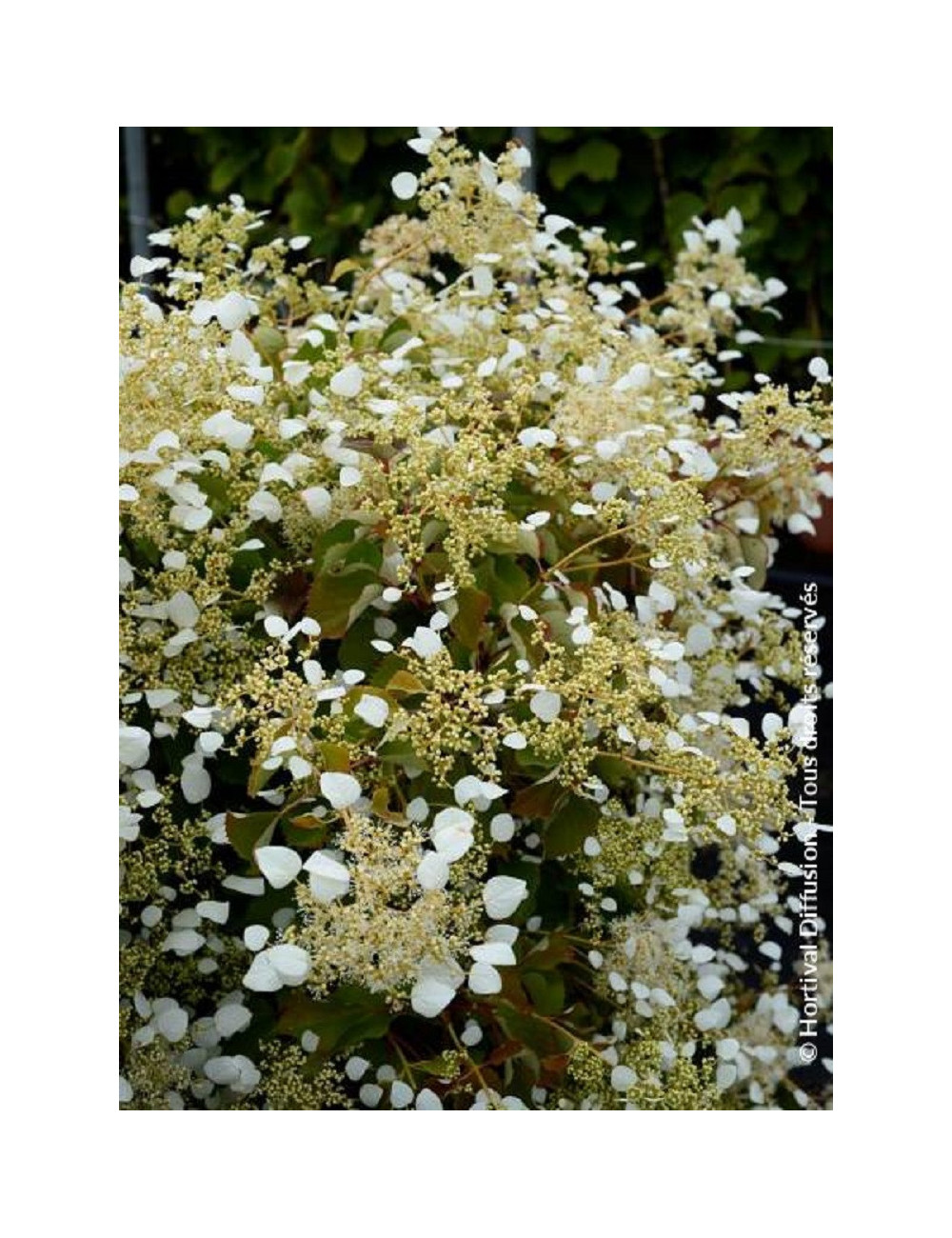 SCHIZOPHRAGMA hydrangeoïdes SNOW SENSATION