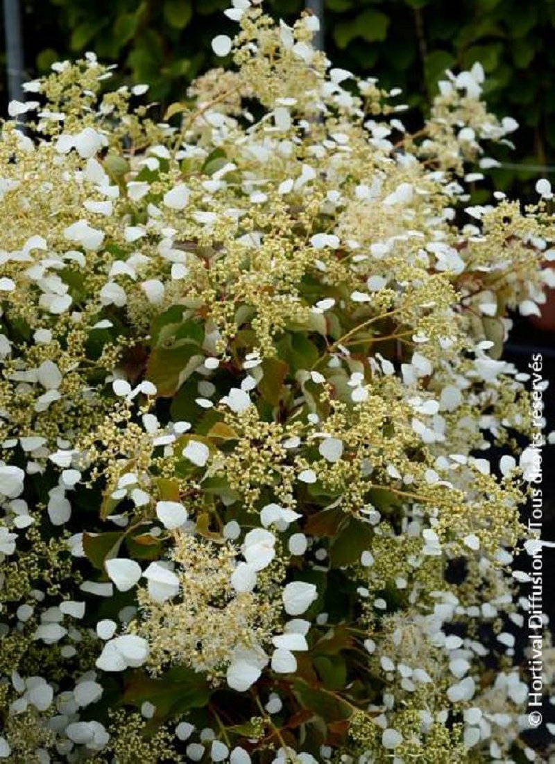 SCHIZOPHRAGMA hydrangeoïdes SNOW SENSATION