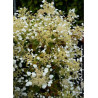 SCHIZOPHRAGMA hydrangeoïdes SNOW SENSATION ® (Schizophragma hydrangeoides)2