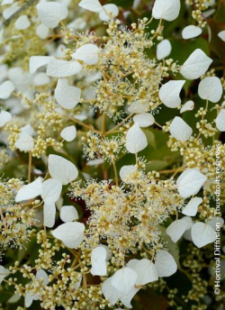 SCHIZOPHRAGMA hydrangeoïdes SNOW SENSATION