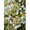 SCHIZOPHRAGMA hydrangeoïdes SNOW SENSATION ® (Schizophragma hydrangeoides)