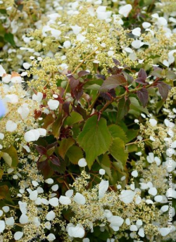 SCHIZOPHRAGMA hydrangeoïdes SNOW SENSATION