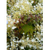 SCHIZOPHRAGMA hydrangeoïdes SNOW SENSATION ® (Schizophragma hydrangeoides)1