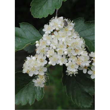 SORBUS aria MAGNIFICA (Sorbier - Alisier blanc Magnifica)1