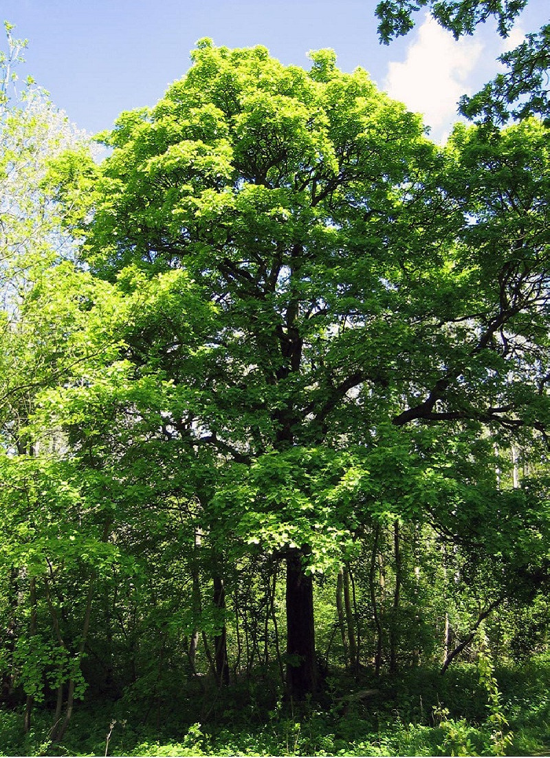 SORBUS torminalis (Alisier)