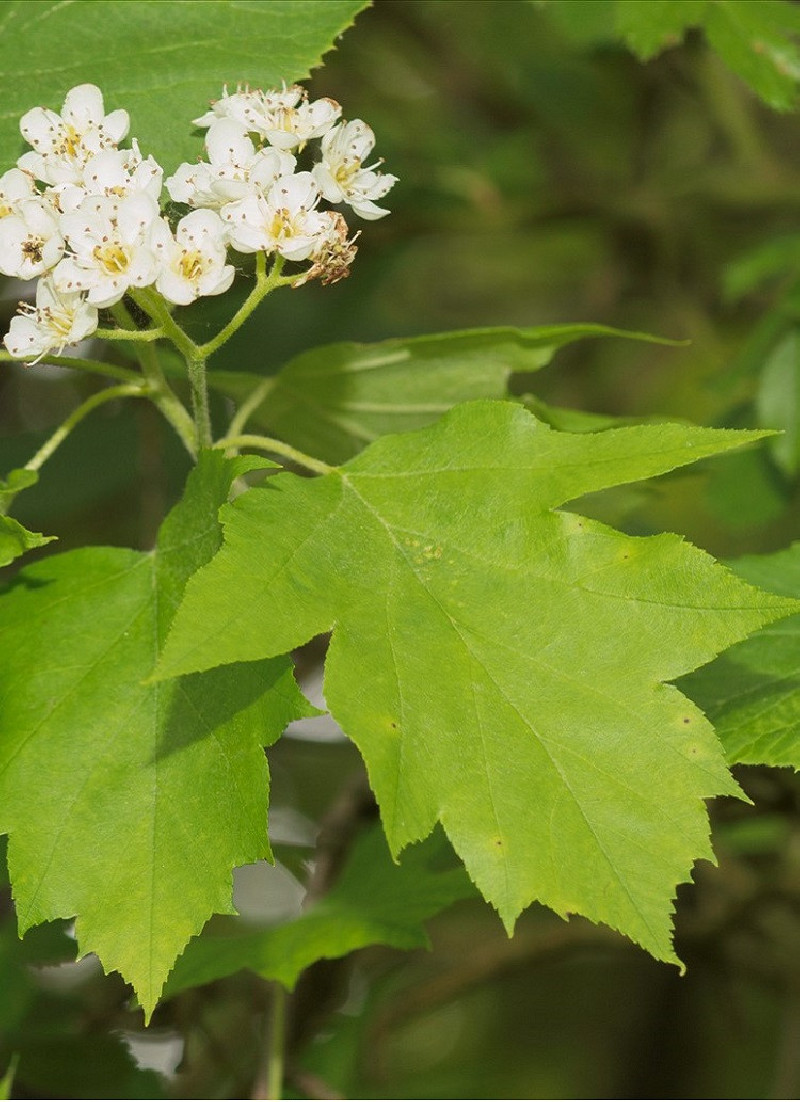Sorbus Torminalis Inpn | Alisier Torminal Famille – IYMUUK