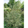 BETULA nigra SHILOH SPLASH (Bouleau noir Shiloh Splash)3