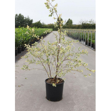 BETULA nigra SHILOH SPLASH En pot de 25-30 litres En pot de 25-30 litres hauteur 125-150 cm