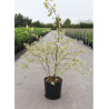 BETULA nigra SHILOH SPLASH En pot de 25-30 litres En pot de 25-30 litres hauteur 125-150 cm