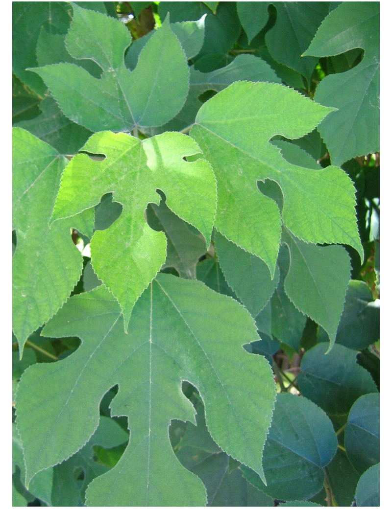 BROUSSONETIA papyrifera (Mûrier à papier)