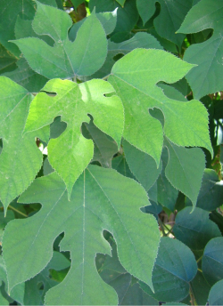 BROUSSONETIA papyrifera