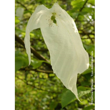 DAVIDIA involucrata (Arbre aux mouchoirs)2