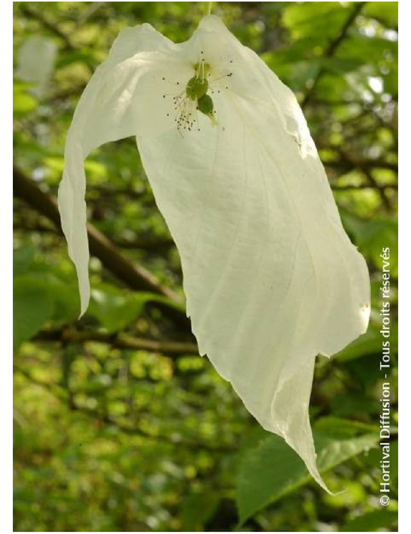 DAVIDIA involucrata (Arbre aux mouchoirs)2