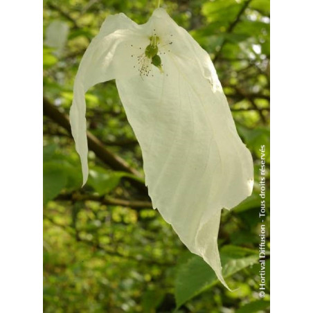 DAVIDIA involucrata (Arbre aux mouchoirs)2