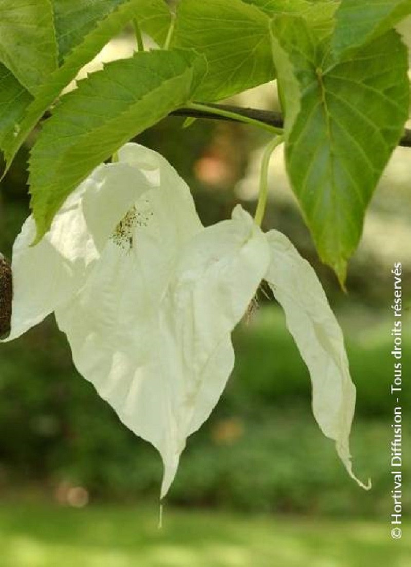 DAVIDIA involucrata (Arbre aux mouchoirs) — free download
